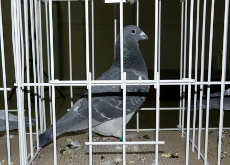 2.miesto Štandard H CV  Nitra 2014