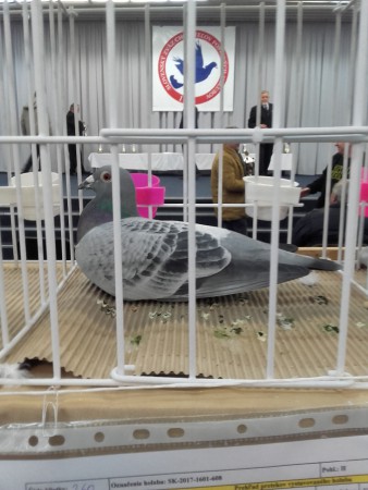 3.miesto Šport G CV Trenčín 2019